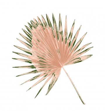 Palmiye ağacının yeşil yaprağı