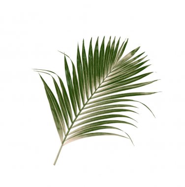 Beyaz arkaplanda izole edilmiş yeşil palmiye yaprakları