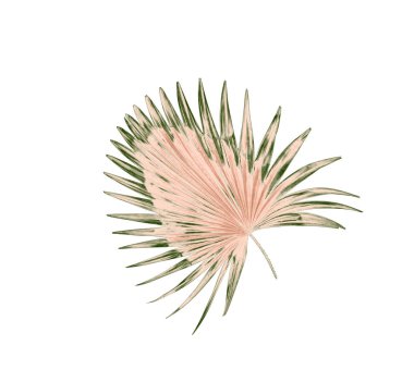 Beyaz arkaplanda yeşil palmiye yaprakları