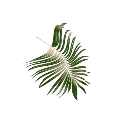 Beyaz arkaplanda yeşil palmiye yaprağı
