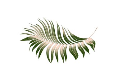 Beyaz arkaplanda yeşil palmiye yaprakları