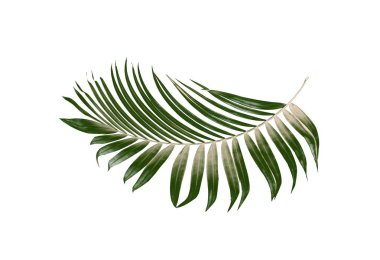 Beyaz arkaplanda yeşil palmiye yaprağı