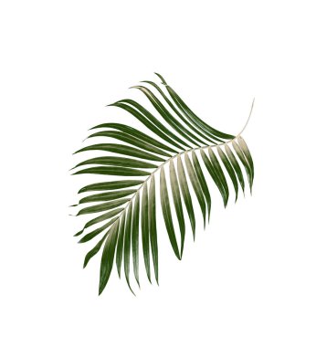 Beyaz arkaplanda yeşil palmiye yaprağı