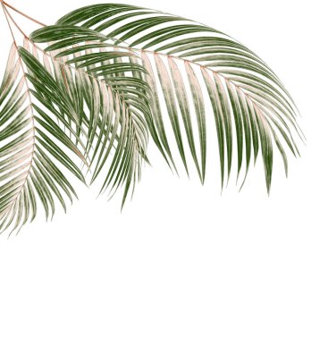 Beyaz arkaplanda palmiye yaprakları