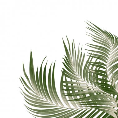 Beyaz arkaplanda yeşil palmiye yaprakları