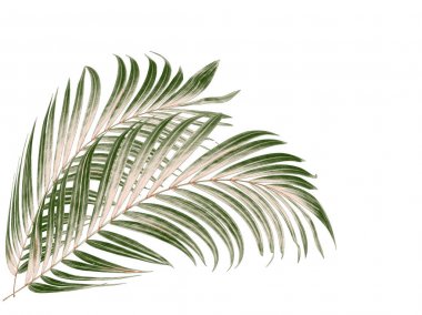 Beyaz arkaplanda yeşil palmiye yaprağı