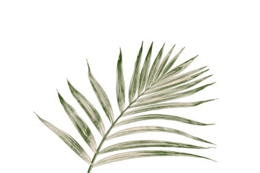 Beyaz arkaplanda yeşil palmiye yaprağı