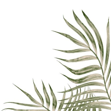 Beyaz arkaplanda izole edilmiş yeşil palmiye yaprakları