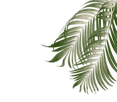 Beyaz arkaplanda yeşil palmiye yaprakları