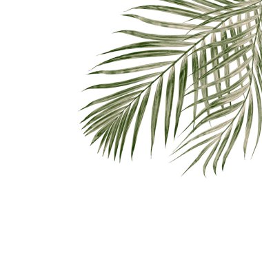 Beyaz arkaplanda izole edilmiş yeşil palmiye yaprakları