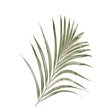 Beyaz arkaplanda yeşil palmiye yaprağı