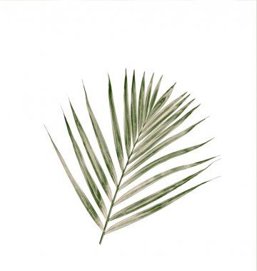 Beyaz arkaplanda yeşil palmiye yaprağı