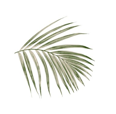 Beyaz arkaplanda yeşil palmiye yaprağı