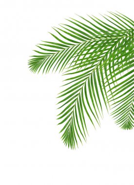 Beyaz arkaplanda yeşil palmiye yaprağı