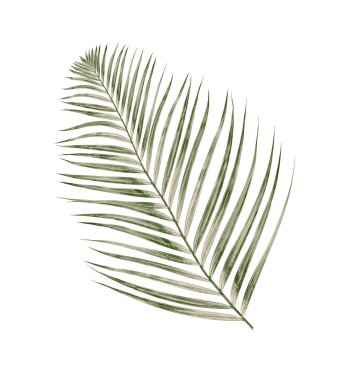 Beyaz arkaplanda izole edilmiş yeşil palmiye yaprakları