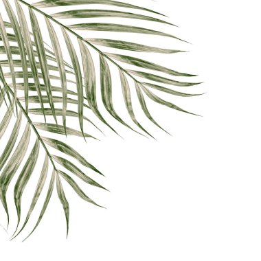 Beyaz arkaplanda izole edilmiş yeşil palmiye yaprakları