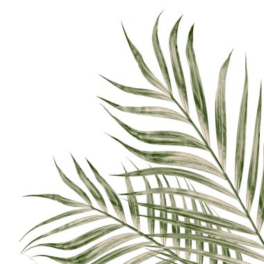 Beyaz arkaplanda izole edilmiş yeşil palmiye yaprakları