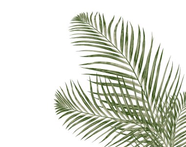 Beyaz arkaplanda izole edilmiş yeşil palmiye yaprakları