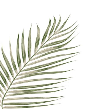 Beyaz arkaplanda izole edilmiş yeşil palmiye yaprakları