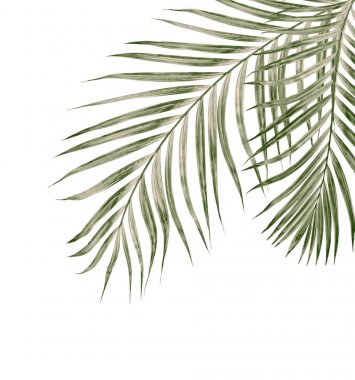 Beyaz arkaplanda izole edilmiş yeşil palmiye yaprakları