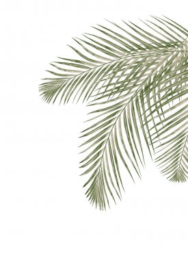 Beyaz arkaplanda yeşil palmiye yaprağı