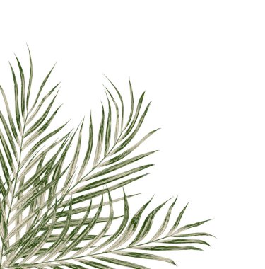 Beyaz arkaplanda izole edilmiş yeşil palmiye yaprakları