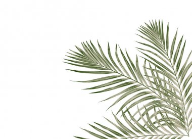 Beyaz arkaplanda izole edilmiş yeşil palmiye yaprakları
