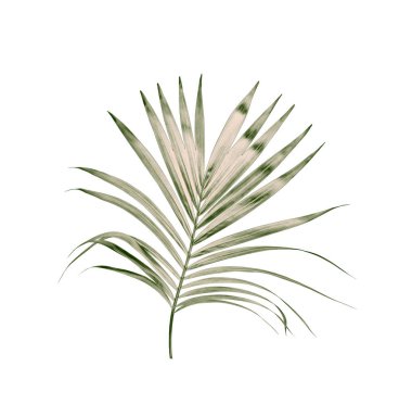 Beyaz arkaplanda izole edilmiş yeşil palmiye yaprakları