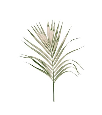 Beyaz arkaplanda izole edilmiş yeşil palmiye yaprakları