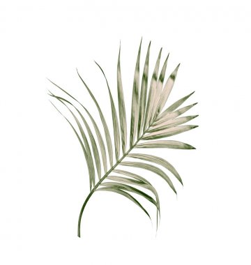 Beyaz arkaplanda izole edilmiş yeşil palmiye yaprakları