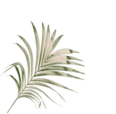 Beyaz arkaplanda izole edilmiş yeşil palmiye yaprakları