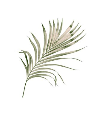 Beyaz arkaplanda izole edilmiş yeşil palmiye yaprakları