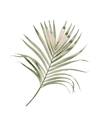 Beyaz arkaplanda izole edilmiş yeşil palmiye yaprakları