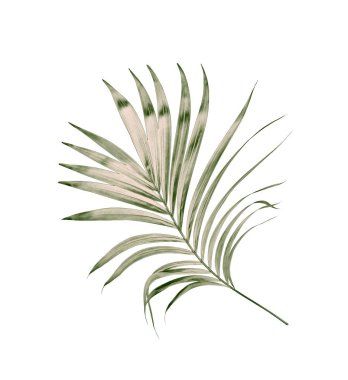 Beyaz arkaplanda izole edilmiş yeşil palmiye yaprakları