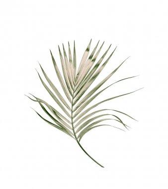 Beyaz arkaplanda izole edilmiş yeşil palmiye yaprakları