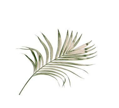 Beyaz arkaplanda izole edilmiş yeşil palmiye yaprakları