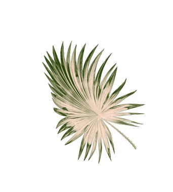 Beyaz arkaplanda izole edilmiş yeşil palmiye yaprakları