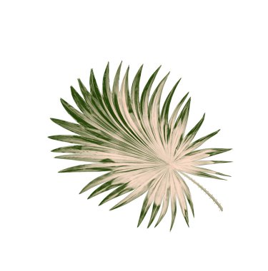 Beyaz arkaplanda izole edilmiş yeşil palmiye yaprakları