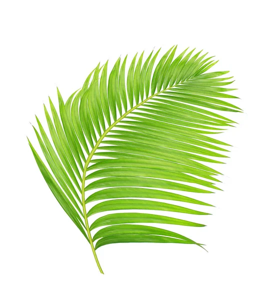 Beyaz arkaplanda izole edilmiş yeşil palmiye yaprakları