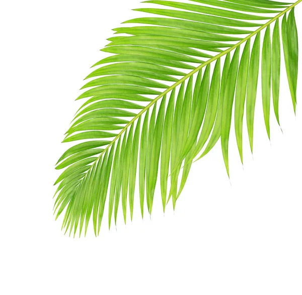 Beyaz arkaplanda izole edilmiş yeşil palmiye yaprakları