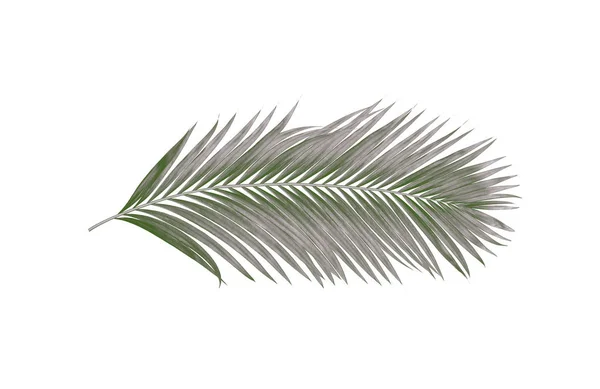 Черные Листья Пальмы Белом Фоне — стоковое фото
