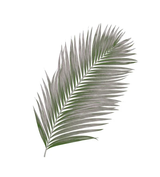 Folhas Pretas Palmeira Isolada Sobre Fundo Branco — Fotografia de Stock