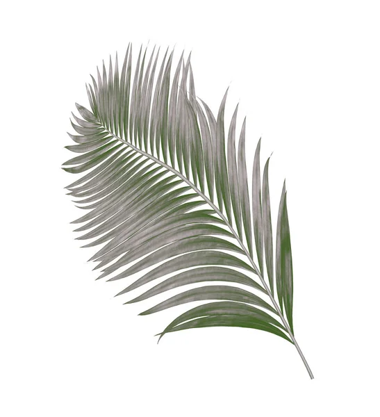 Beyaz arkaplanda izole edilmiş palmiye yaprakları