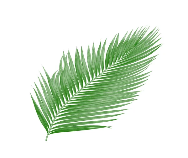 Green Leaves Palm Tree Isolated White Background — Stock Photo, Image