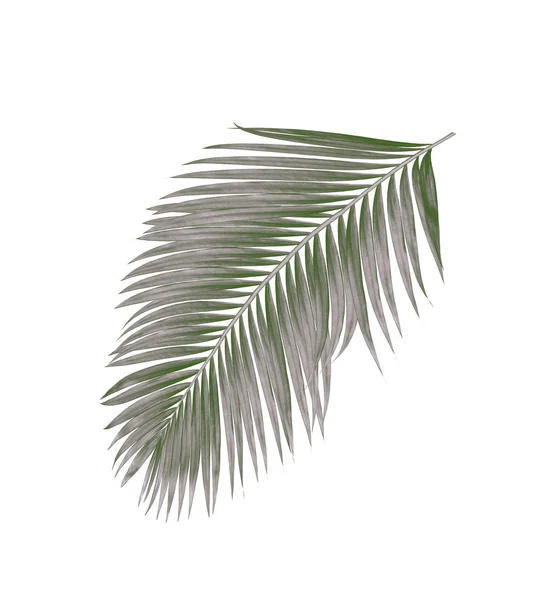 棕榈树的黑色叶子 在白色背景下被隔离 — 图库照片