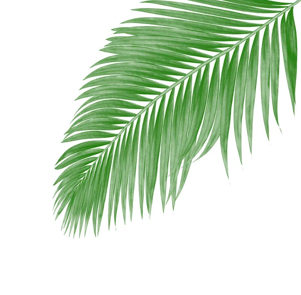 Beyaz arkaplanda izole edilmiş yeşil palmiye yaprakları