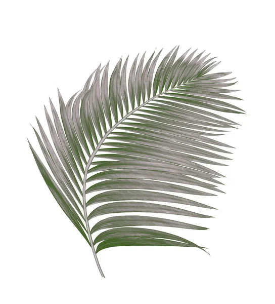 Beyaz arkaplanda izole edilmiş palmiye yaprakları