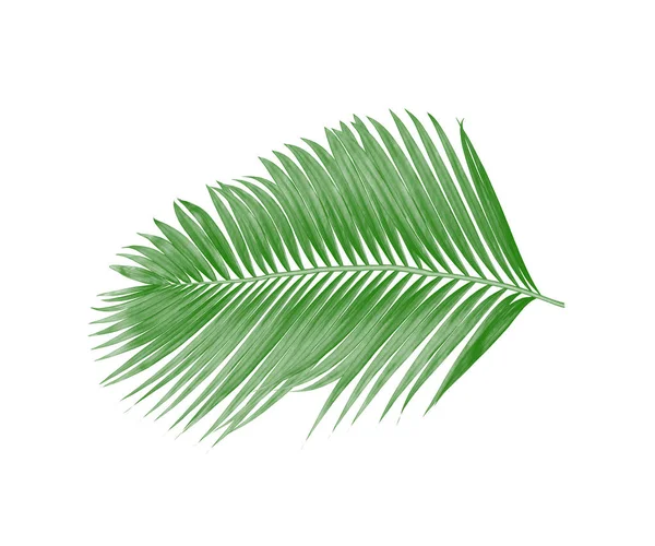 Beyaz arkaplanda izole edilmiş yeşil palmiye yaprakları