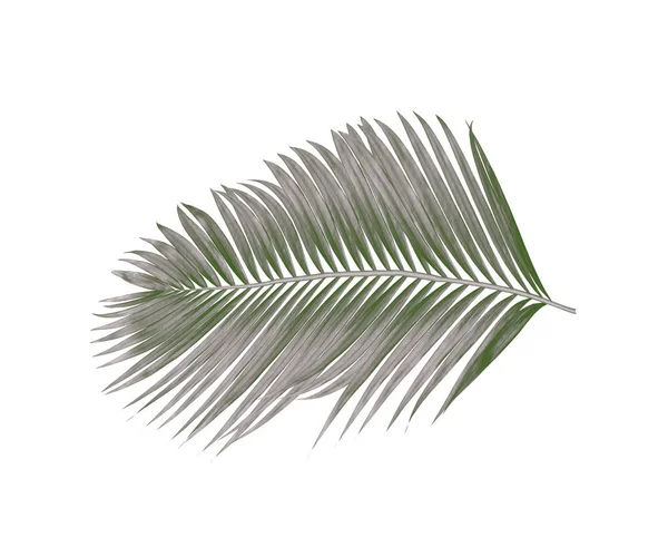 Beyaz arkaplanda izole edilmiş palmiye yaprakları