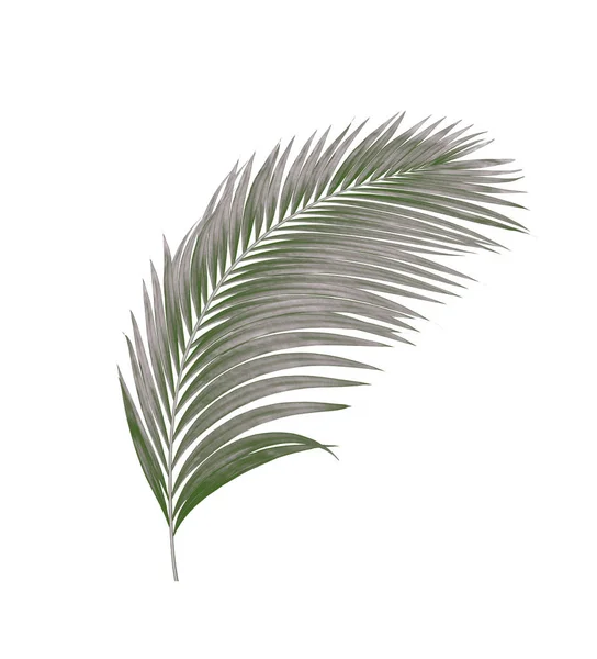 Schwarze Blätter Der Palme Isoliert Auf Weißem Hintergrund — Stockfoto